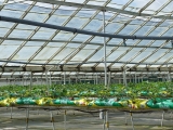 glasshouse_crops_4